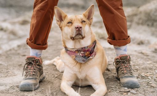 Women's Ridge Flex Waterproof Boot  |  Timberwolf/Brick Dust - Image 6